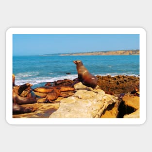 San Diego La Jolla Cove Sea Lions California USA Photography Sticker